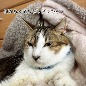 シュウさまの鼻水は健康リトマス試験紙。