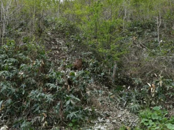 「クマ鈴なんて役に立たない」　クマの興奮度が生死左右　交尾期や山菜盛期、危険高まる5月