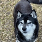 柴犬アトム🌈・黒柴アラレの日々是好日
