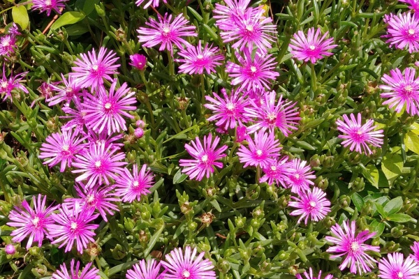 Flowers In A Field ツルナ科