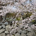 松坂城跡の桜
