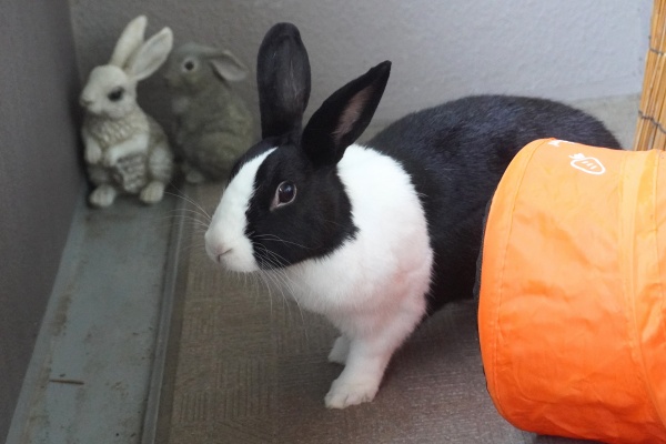 うさぎさん◆プロフ参照◆発送遅れます様用　アンネームドメモリー　キャンバス 楽天市場】mofusand 布転写シール（うさにゃんネーム）うさぎ