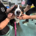 可愛いバニコちゃん今日からトライアルへ💓🐶