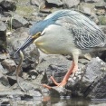 2026年5月21日の野鳥公園