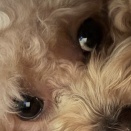 Autumn Leaves　2025.12.2 デイジー記念日🌼