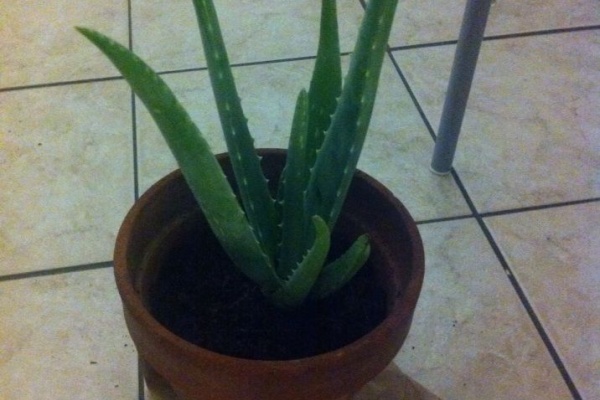 あゆミシュランガイド アトピー