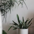 新入り観葉植物＆旅行の余韻と【PR】