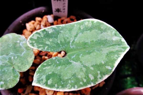 カンアオイに魅せられて！！ - 覆輪