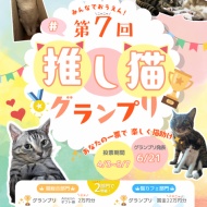 【最後の参加です】推し猫グランプリ、開催中【一票お願いします】