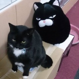 『アトピーも治る糖質制限』の画像