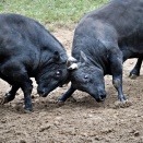 あの人気番組が長岡に！日本テレビ『東野・岡村の旅猿27 プライベートでごめんなさい…』で『新潟県でおまかせの旅』放送！第2話は長岡・山古志へ！TVerで12月11日 1:35～。