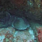 水先案内人の徒然日記