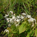 ヒゴイカリソウ