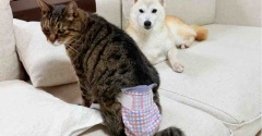 銀ちゃんの紙パンツ大作戦、大成功のはずでしたが(-_-;)