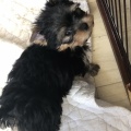 ソラの兄弟と会ってきました🐶