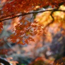 等々力不動尊の紅葉2025（3）ソニーα7Ⅲ+Ennalyt 85mm F1.5／PERGEAR 35mm F1.4撮影編