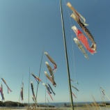 『【宿根木】大空を泳いでいます!』の画像
