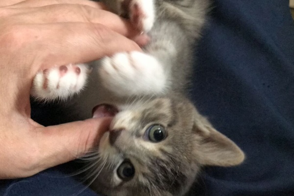 ねこかます - 徠良