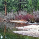 シャスタ便り！