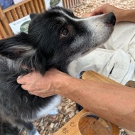 【犬との暮らし】見つめる目も表情がちがうよね！家族の心もこの花みたい♪