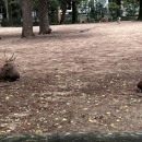 多分インフルエンザ＆白菜と豚肉の丼