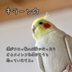 バードカフェ　コロっ家
