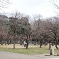 砧公園の梅