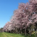 十勝川河川敷　【帯広市】