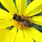 enkaizannomoriのblog