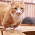 猫カフェ ねこまんまBlog