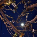 月夜の庭が運命を開く