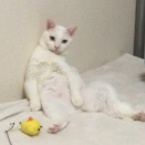 ウチューネコ関節の珍妙　20260318