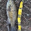 損保会社からの天下りを受け入れます、 改正保険業法対応のためにです