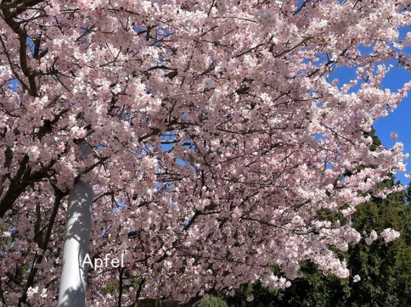 桜咲く🇨🇭