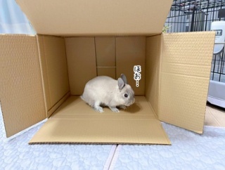 うさぎのルリ(4/22追記)