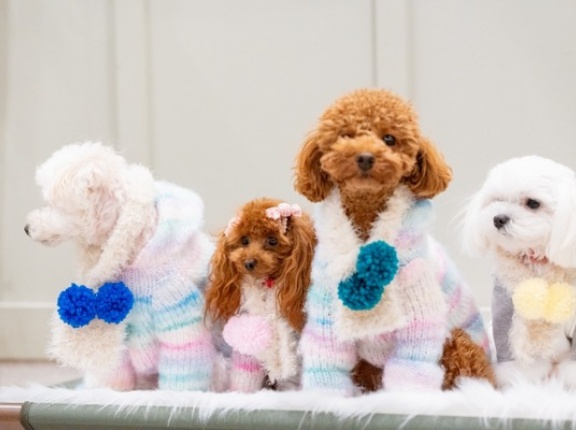 北陸最大級のわんこマルシェ！『石川県産業展示館1号館』で『ワンまるプチ vol.10』開催。11月15日、16日。