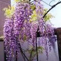 藤の花