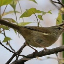 長居公園ご案内 ４月５日(日)のイベント・大阪陸上第1回記録会・ネモフィラフェア・桜ウィーク・特別展「鳥」・都構想・大阪のコロナ・野鳥