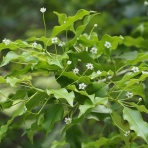 野の花観察記





カテゴリ：野草リスト > 
モチノキ科

ソヨゴ