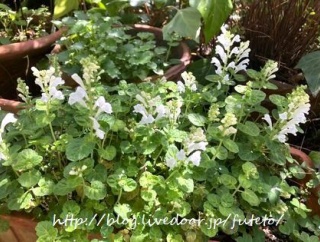 庭がすっかり春らしくなりました