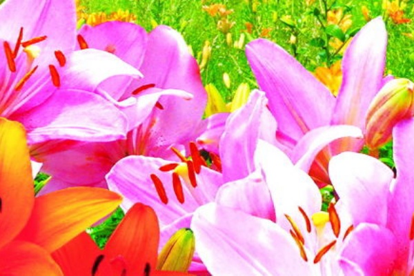 ハンターマウンテンゆりパーク 10年目オープン しおばら通信