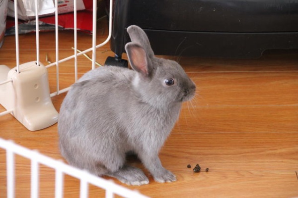 ウサコッツ飼育日記 盲腸便