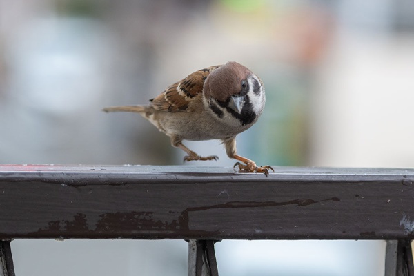 スズメ食堂 野鳥写真
