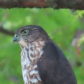 野鳥雀鷹（ツミ）の幼鳥を撮る20🦅📸（太田市）