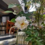 河野書店NEWS