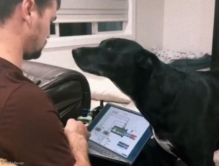 この犬は…上手に飼い主の気を引く方法を知っている