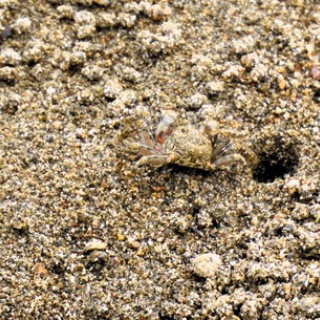 土佐料理　旬の鰹がゆく！