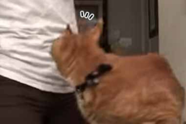 猫の動画 ねこわん！