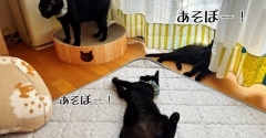 迷わず拾え黒猫男子☆フーガ再募集します