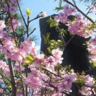 『春色』の画像